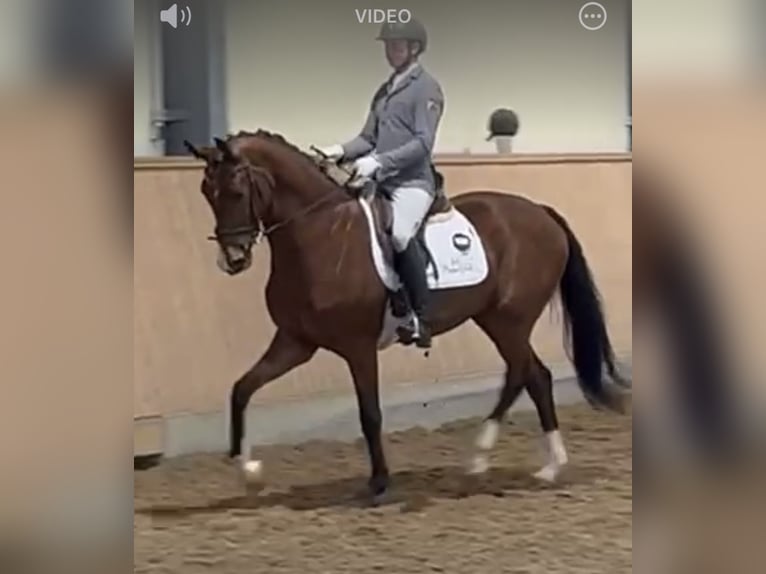 Hanoverian Gelding 5 years 17 hh Brown in Nettetal/Germany