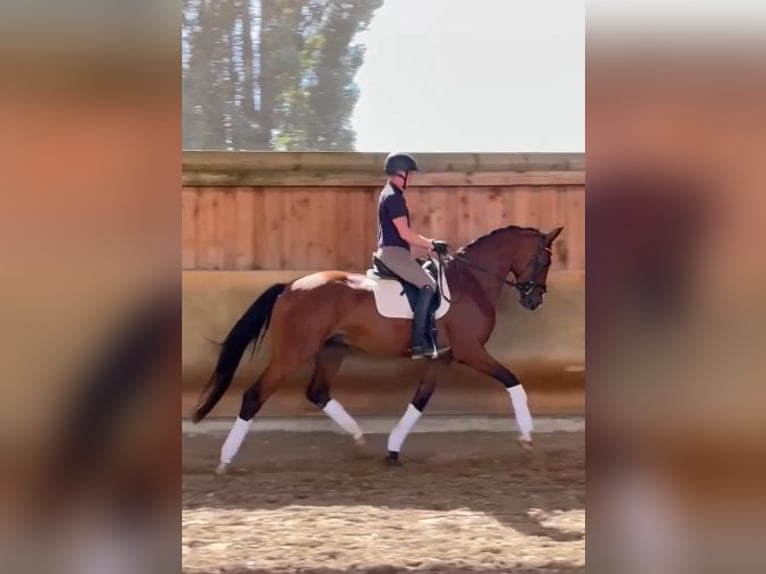 Hanoverian Gelding 5 years 17 hh Brown in Nettetal/Germany