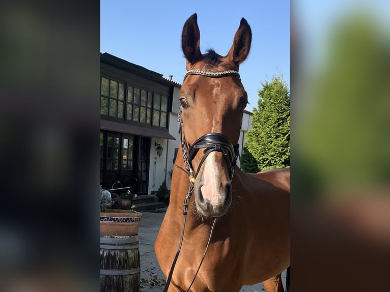 Hanoverian Gelding 5 years 17 hh Brown in Nettetal/Germany