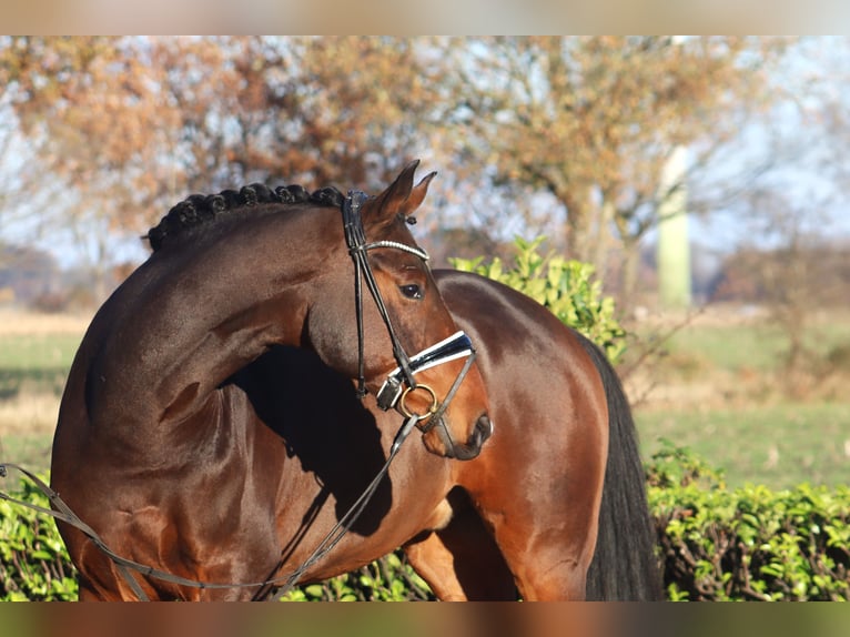 Hanoverian Gelding 5 years 17 hh Brown in Reeßum