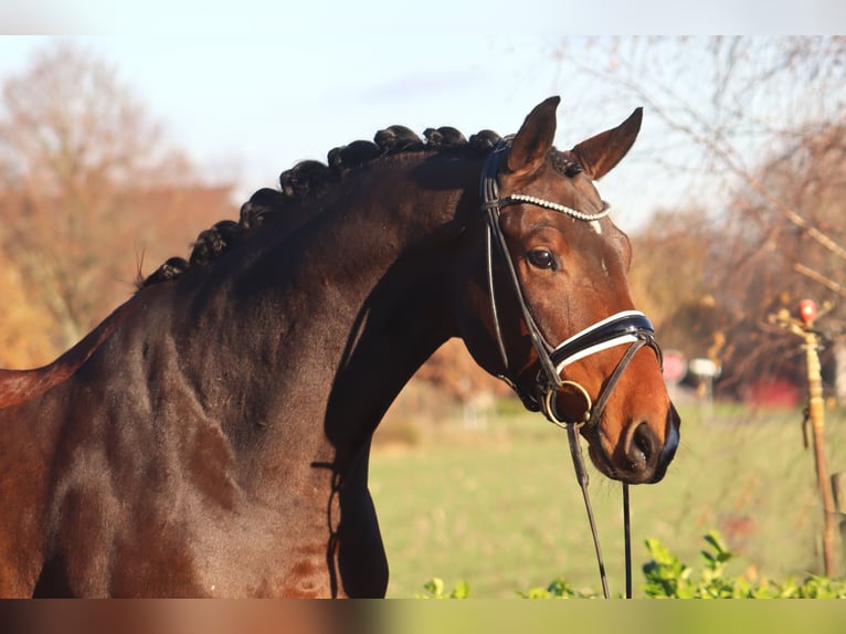 Hanoverian Gelding 5 years 17 hh Brown in Reeßum