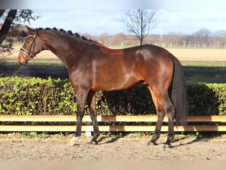 Hanoverian Gelding 5 years 17 hh Brown in Reeßum