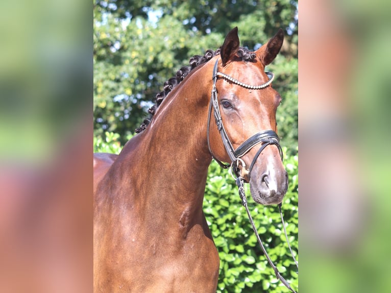 Hanoverian Gelding 5 years 17 hh Brown in Selsingen