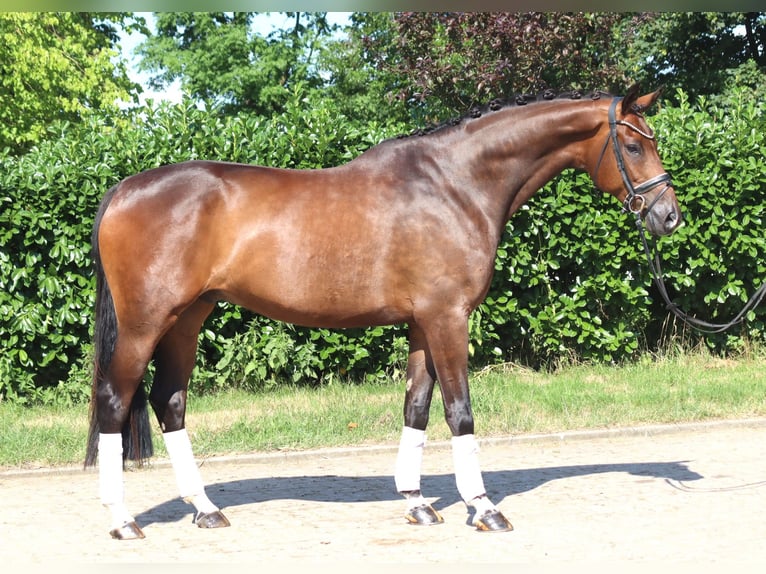 Hanoverian Gelding 5 years 17 hh Brown in Selsingen