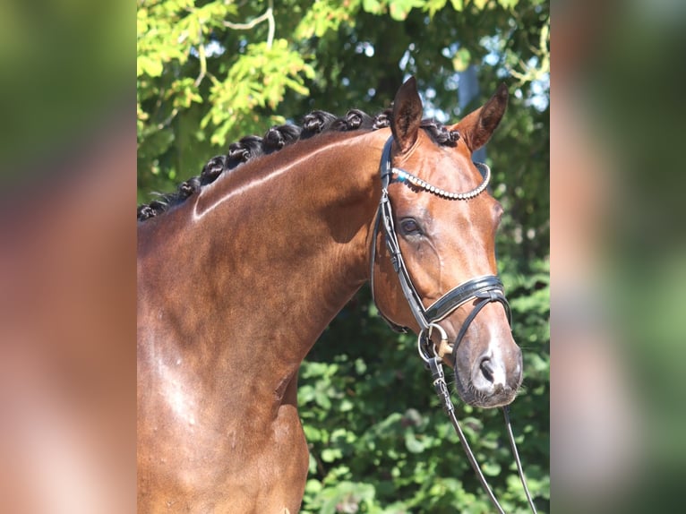 Hanoverian Gelding 5 years 17 hh Brown in Selsingen
