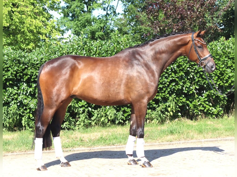 Hanoverian Gelding 5 years 17 hh Brown in Selsingen