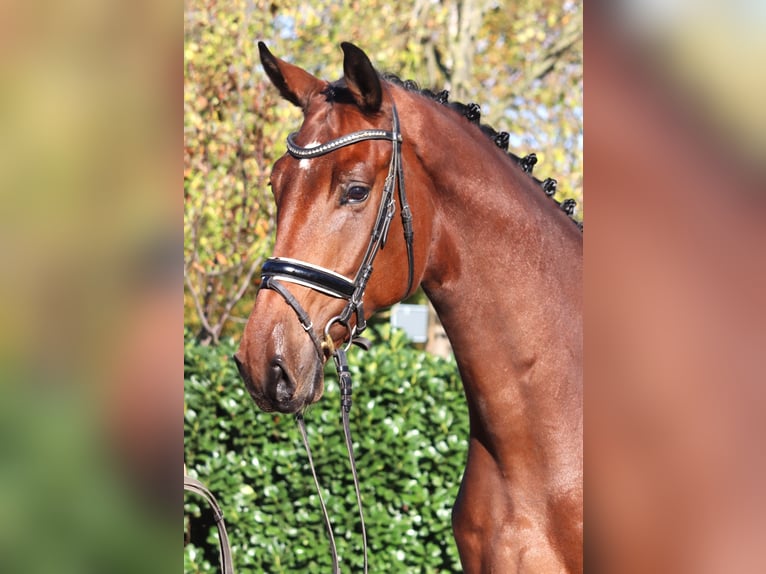 Hanoverian Gelding 5 years 17 hh Brown in Selsingen