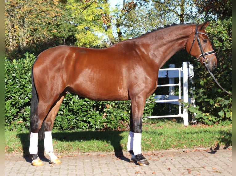 Hanoverian Gelding 5 years 17 hh Brown in Selsingen