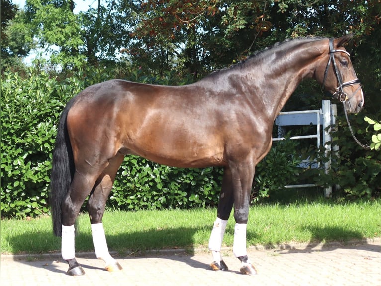 Hanoverian Gelding 5 years 17 hh Brown in Selsingen