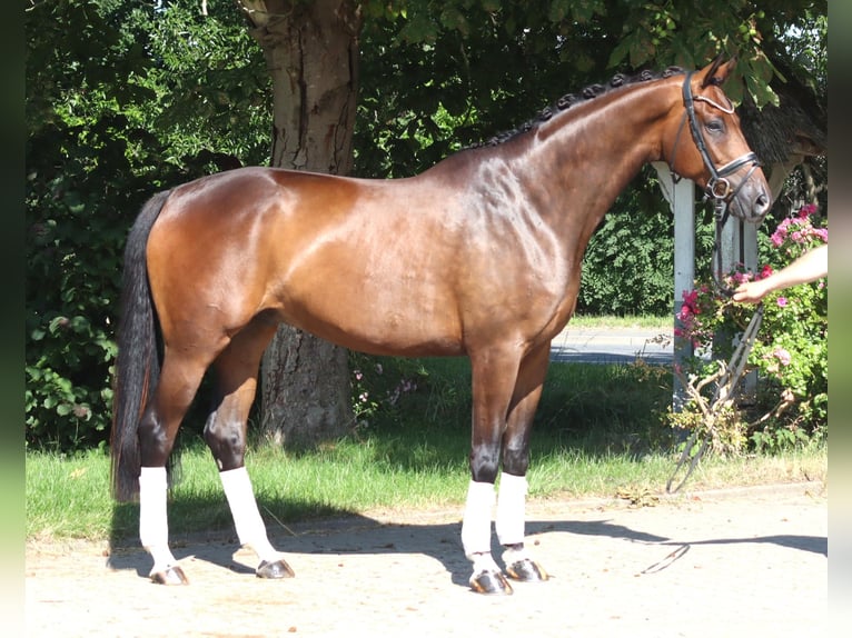 Hanoverian Gelding 5 years 17 hh Brown in Selsingen