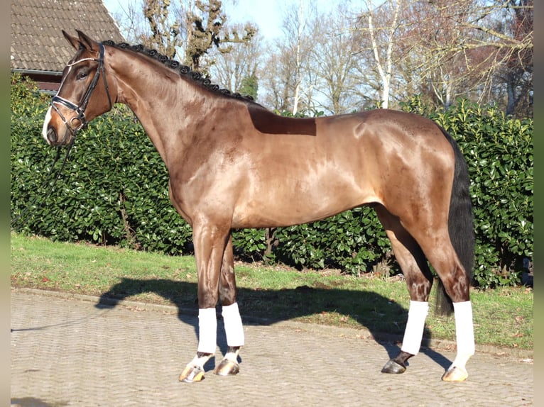 Hanoverian Gelding 5 years 17 hh Brown in Selsingen