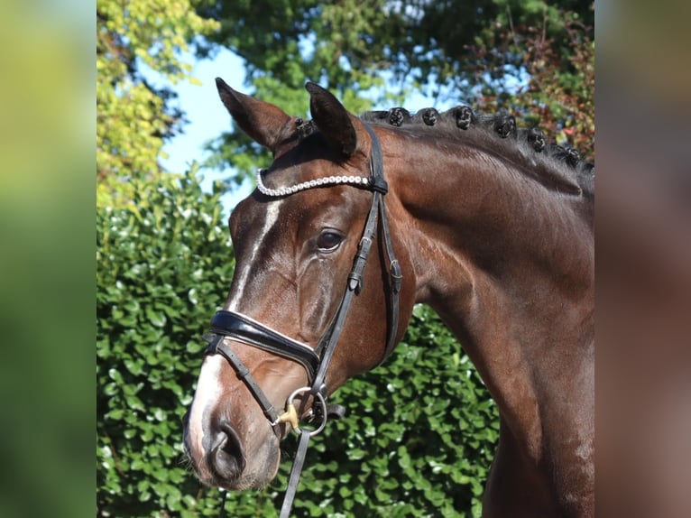 Hanoverian Gelding 5 years 17 hh Brown in Selsingen