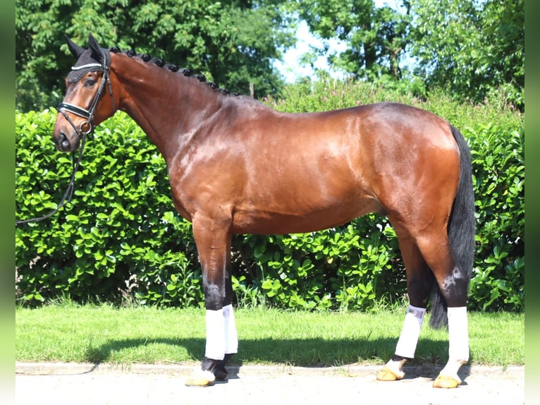 Hanoverian Gelding 5 years 17 hh Brown in Selsingen