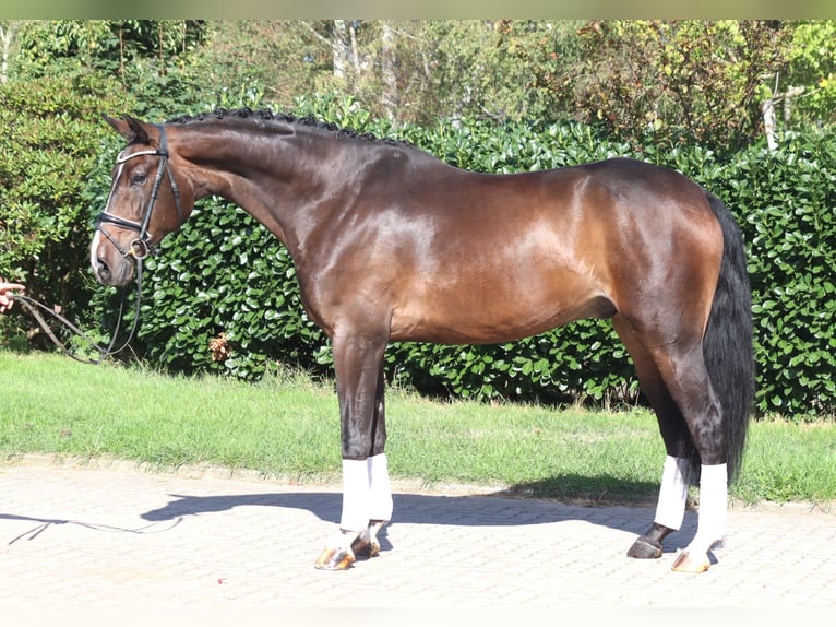 Hanoverian Gelding 5 years 17 hh Brown in Selsingen
