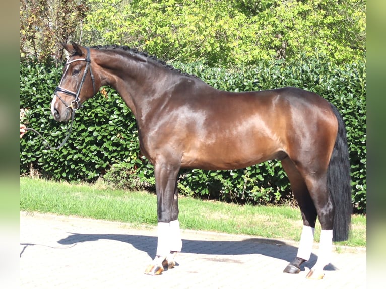 Hanoverian Gelding 5 years 17 hh Brown in Selsingen
