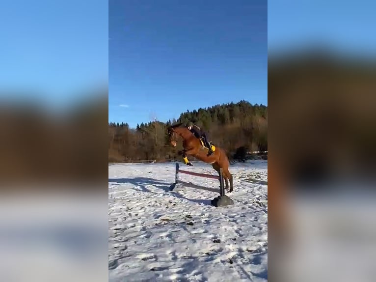 Hanoverian Gelding 5 years 17 hh Brown in Klagenfurt,11.Bez.:St. Ruprecht Hanoverian Gelding 5 years 17 hh Brown in Klagenfurt,11.Bez.:St. Ruprecht