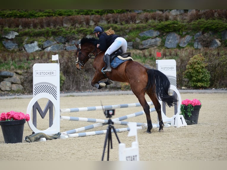 Hanoverian Gelding 5 years 17 hh Brown in Klagenfurt,11.Bez.:St. Ruprecht Hanoverian Gelding 5 years 17 hh Brown in Klagenfurt,11.Bez.:St. Ruprecht