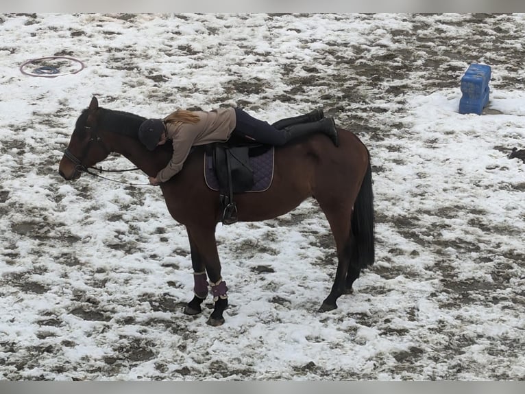Hanoverian Gelding 5 years 17 hh Brown in Klagenfurt,11.Bez.:St. Ruprecht Hanoverian Gelding 5 years 17 hh Brown in Klagenfurt,11.Bez.:St. Ruprecht