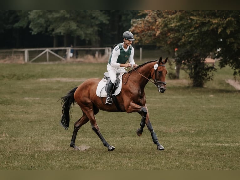 Hanoverian Gelding 5 years 17 hh Brown in Hohenberg-Krusemark