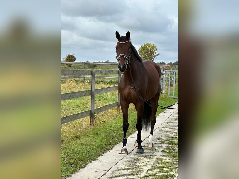 Hanoverian Gelding 5 years 17 hh Brown in Hildesheim