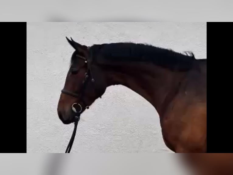 Hanoverian Gelding 5 years 17 hh Brown in Gablingen