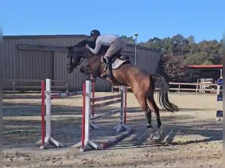 Hanoverian Gelding 5 years 17 hh Brown-Light in Roßdorf