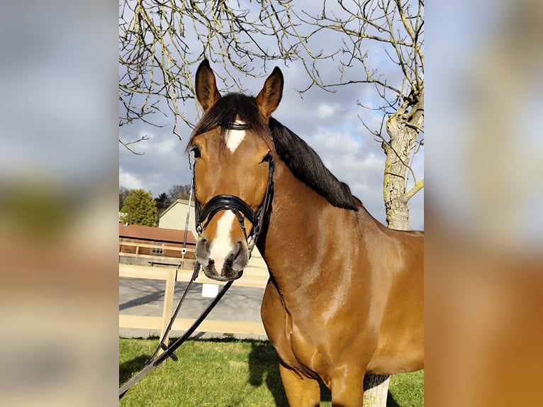 Hanoverian Gelding 5 years 17 hh Brown-Light in Roßdorf