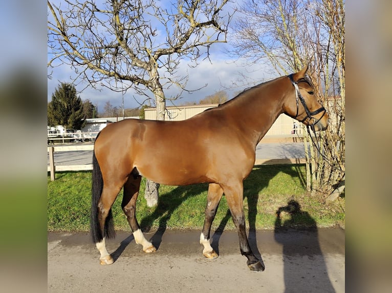 Hanoverian Gelding 5 years 17 hh Brown-Light in Roßdorf