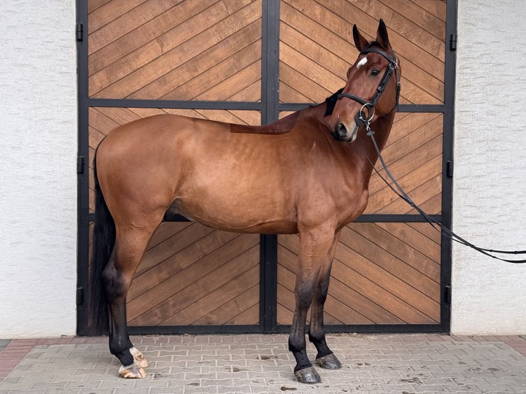 Hanoverian Gelding 5 years 17 hh Brown in Łazy
