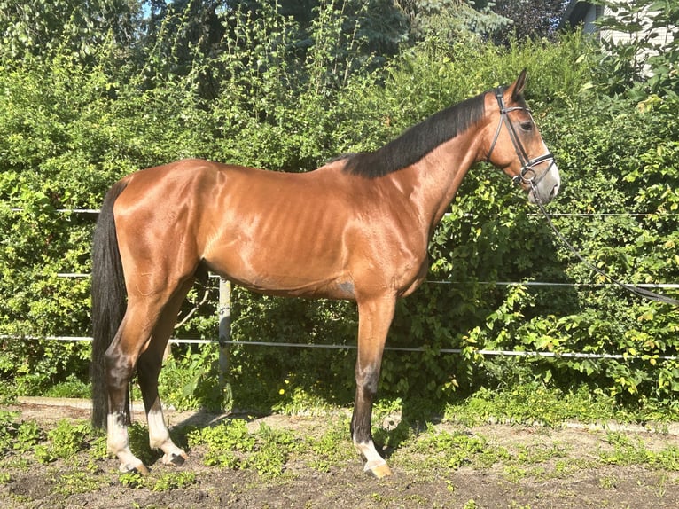 Hanoverian Gelding 5 years 17 hh Brown in Hohenhameln