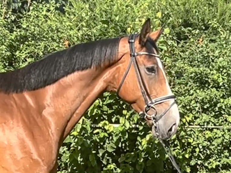 Hanoverian Gelding 5 years 17 hh Brown in Hohenhameln