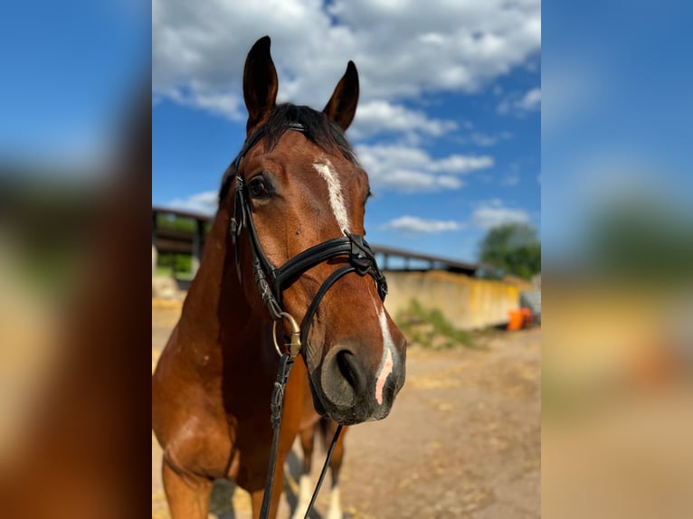 Hanoverian Gelding 5 years 17 hh Brown in Langenselbold