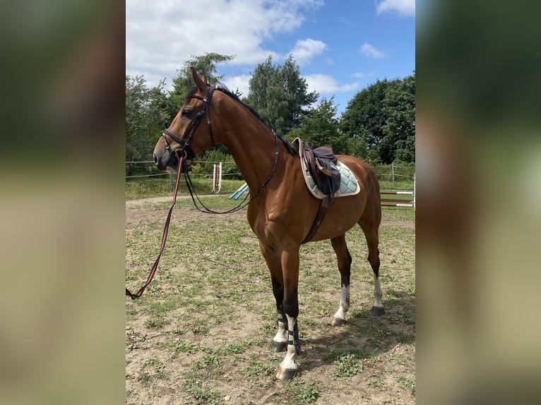 Hanoverian Gelding 5 years 17 hh Brown in Waren (Müritz)