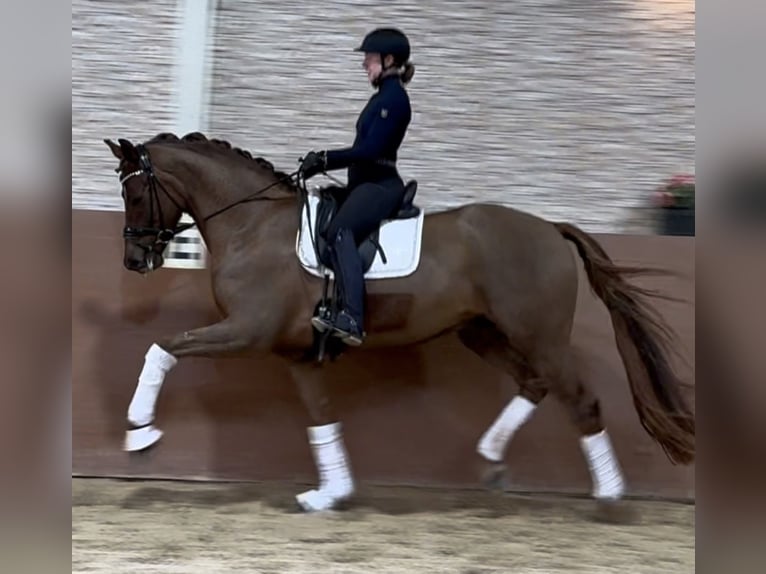 Hanoverian Gelding 5 years 17 hh Chestnut in Wehringen