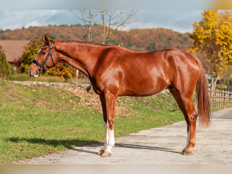 Hanoverian Gelding 5 years 17 hh Chestnut in Vlkanov&#xE1;