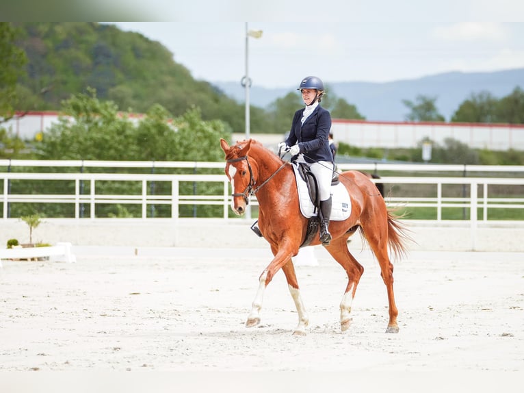 Hanoverian Gelding 5 years 17 hh Chestnut in Vlkanová Hanoverian Gelding 5 years 17 hh Chestnut in Vlkanová