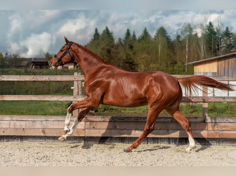 Hanoverian Gelding 5 years 17 hh Chestnut in Vlkanov&#xE1;