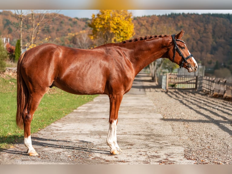 Hanoverian Gelding 5 years 17 hh Chestnut in Vlkanov&#xE1;
