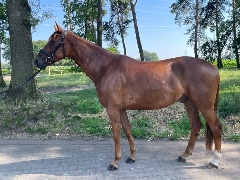 Hanoverian, Gelding, 5 years, 17 hh, Chestnut-Red