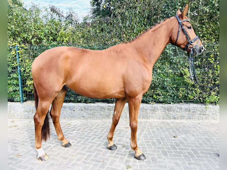 Hanoverian Gelding 5 years 17 hh Chestnut-Red in Lalendorf Wattmannshagen
