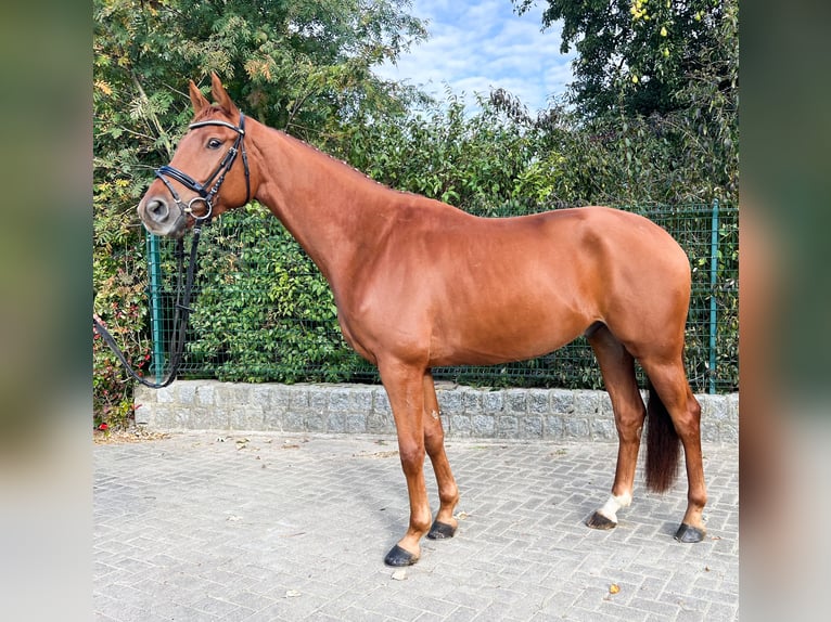 Hanoverian Gelding 5 years 17 hh Chestnut-Red in Lalendorf Wattmannshagen
