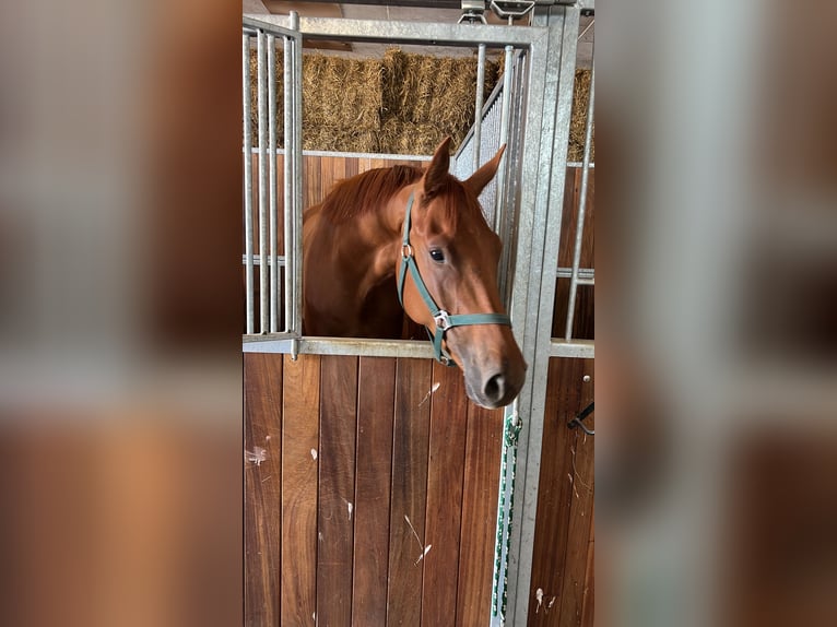 Hanoverian Gelding 5 years 17 hh Chestnut-Red in Lalendorf Wattmannshagen