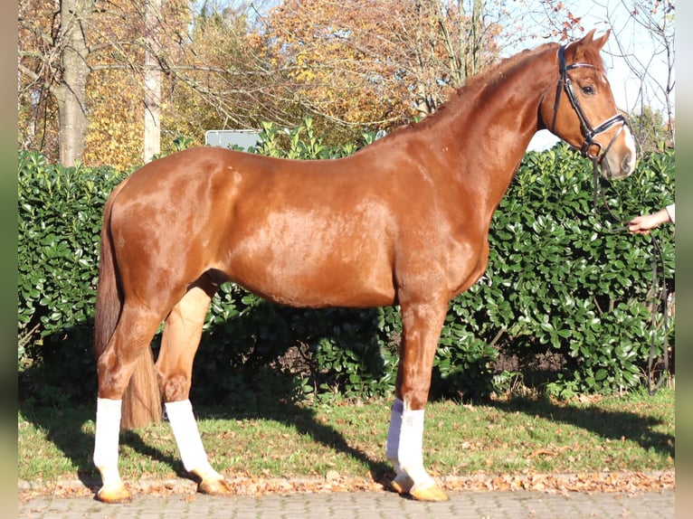 Hanoverian Gelding 5 years 17 hh Chestnut-Red in Selsingen