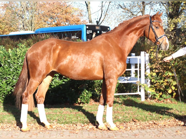 Hanoverian Gelding 5 years 17 hh Chestnut-Red in Selsingen