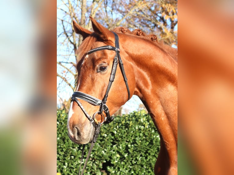 Hanoverian Gelding 5 years 17 hh Chestnut-Red in Selsingen