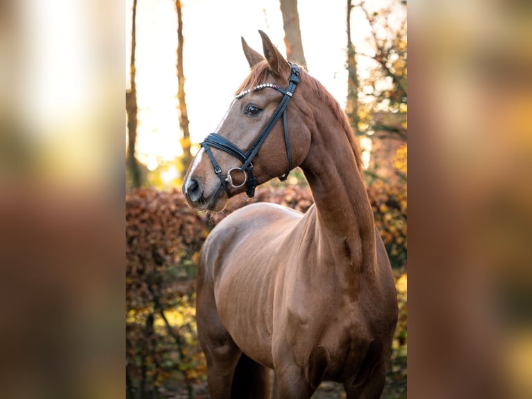 Hanoverian Gelding 5 years 17 hh Chestnut-Red in Essen (Oldenburg)
