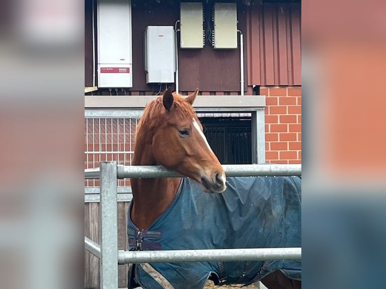 Hanoverian Gelding 5 years 17 hh Chestnut-Red in Harpstedt Hanoverian Gelding 5 years 17 hh Chestnut-Red in Harpstedt