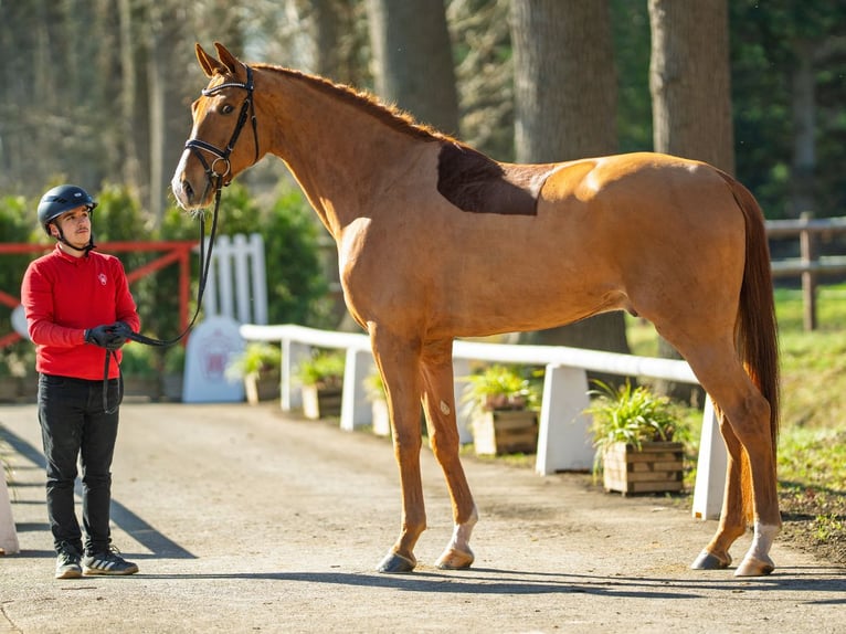 Hanoverian Gelding 5 years 17 hh Chestnut-Red in Münster-Handorf