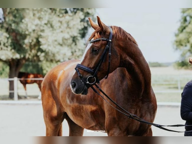 Hanoverian Gelding 5 years 17 hh Chestnut-Red in Oberkr&#xE4;mer