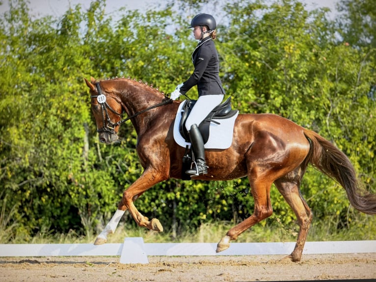 Hanoverian Gelding 5 years 17 hh Chestnut-Red in Braunsbedra